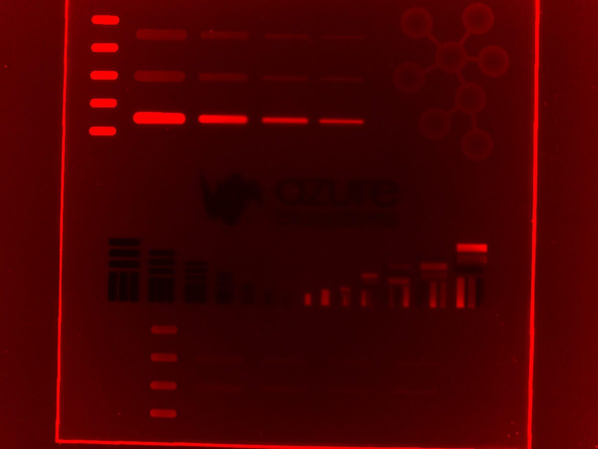 Azure Biosystems Imager The Lab World Group