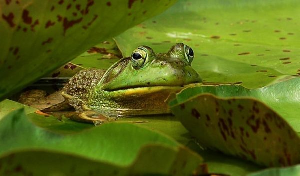 Bamboo home for frogs - The Lab World Group