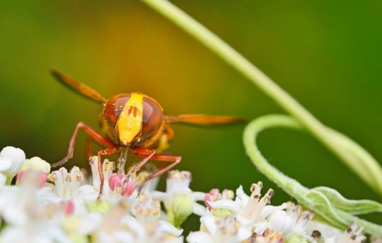 Bees burn Hornet - The Lab World Group