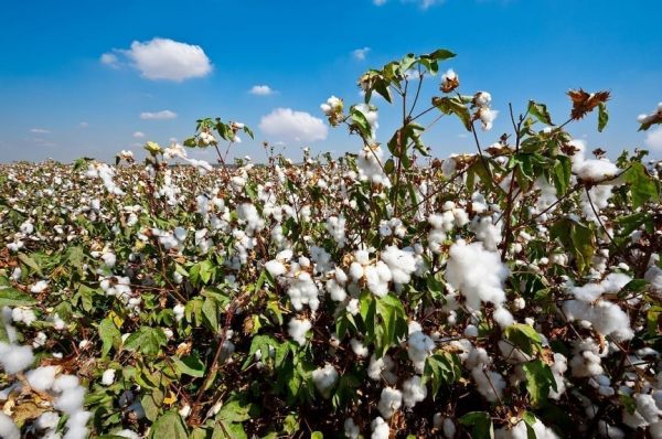 Biotechnology to help cure cotton leaf curl virus - The Lab World Group